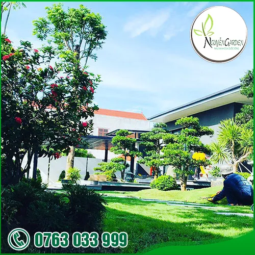 Sản phẩm tk thi cong cay canh vuon (11) — Nguyễn Garden — MST 3101048733
