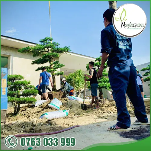 Sản phẩm tk thi cong cay canh vuon (6) — Nguyễn Garden — MST 3101048733
