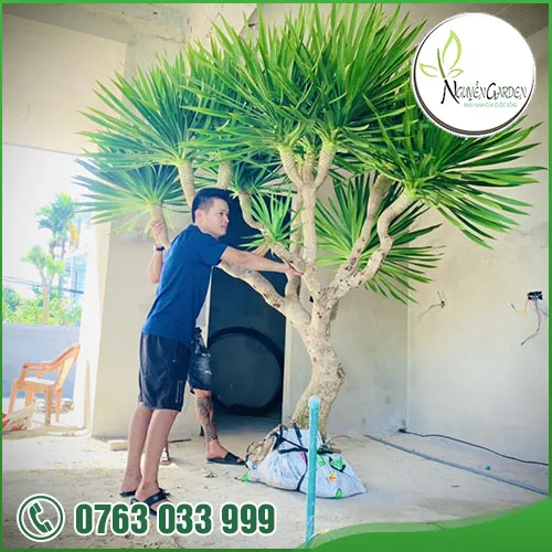 Sản phẩm tk thi cong cay canh vuon (10) — Nguyễn Garden — MST 3101048733