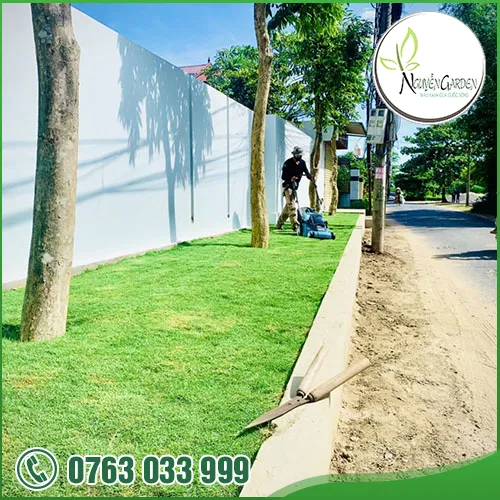 Sản phẩm tk thi cong cay canh vuon (5) — Nguyễn Garden — MST 3101048733