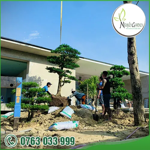 Sản phẩm tk thi cong cay canh vuon (7) — Nguyễn Garden — MST 3101048733