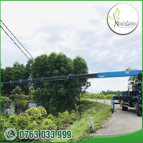 Sản phẩm tk thi cong cay canh vuon (8) — Nguyễn Garden — MST 3101048733