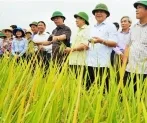 Sản phẩm 35391111152315233 2982_294x246 — Công Ty Cổ Phần Nông Sản Hữu Cơ Quảng Trị — MST 3200639825