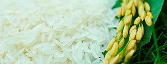 Sản phẩm camket 9798 — Công Ty Cổ Phần Nông Sản Hữu Cơ Quảng Trị — MST 3200639825