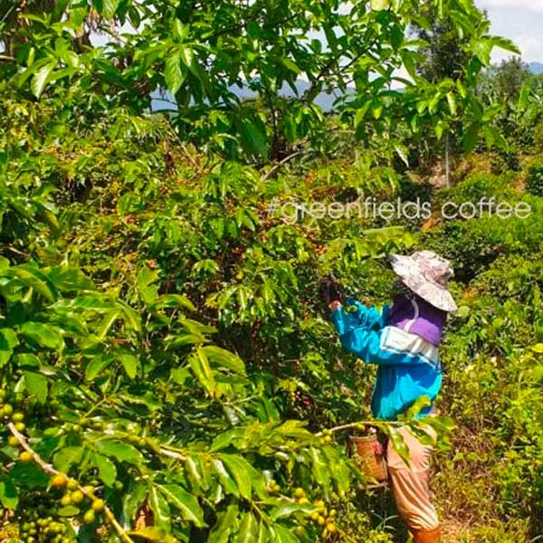 Sản phẩm Untitled 1 — Greenfields Coffee - Công Ty TNHH SX - TM Và DV Cà Phê Đồng Xanh — MST 3301594338