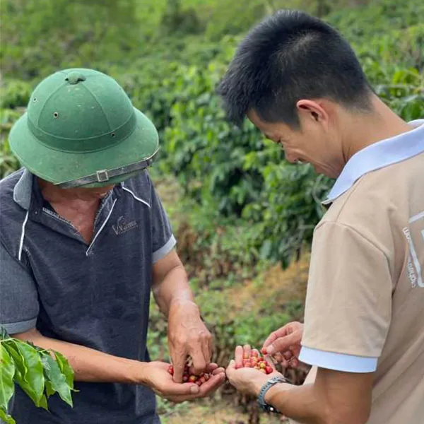 Sản phẩm ca phe a luoi — Greenfields Coffee - Công Ty TNHH SX - TM Và DV Cà Phê Đồng Xanh — MST 3301594338
