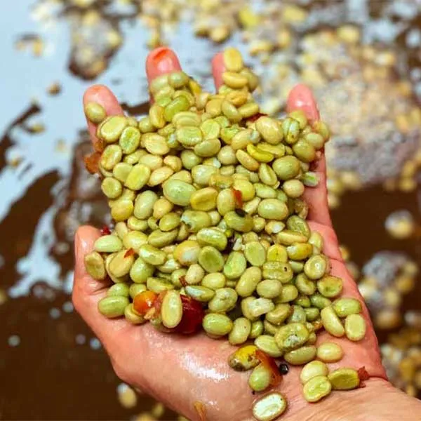 Sản phẩm ca phe che bien uot — Greenfields Coffee - Công Ty TNHH SX - TM Và DV Cà Phê Đồng Xanh — MST 3301594338