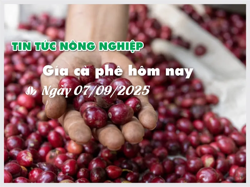 Sản phẩm 44 — Công Ty Trách Nhiệm Hữu Hạn Sản Xuất Thương Mại Đại Nam — MST 3500395425