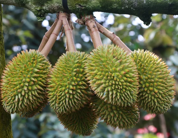 Sản phẩm ky thuat cham soc sau rieng sau thu hoach.JPG — Công Ty Trách Nhiệm Hữu Hạn Sản Xuất Thương Mại Đại Nam — MST 3500395425