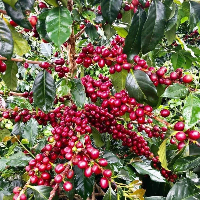 Sản phẩm 2 3 — Công Ty Trách Nhiệm Hữu Hạn Cầu Vồng — MST 3500742943