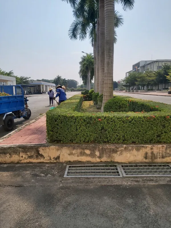 Sản phẩm z4347138265803_c0befcc2fc9a7175e1ed9bf0a0981050 — Dịch Vụ Cây Xanh An Phú Mỹ - Công Ty TNHH Dịch Vụ Công Nghiệp An Phú Mỹ — MST 3502014442