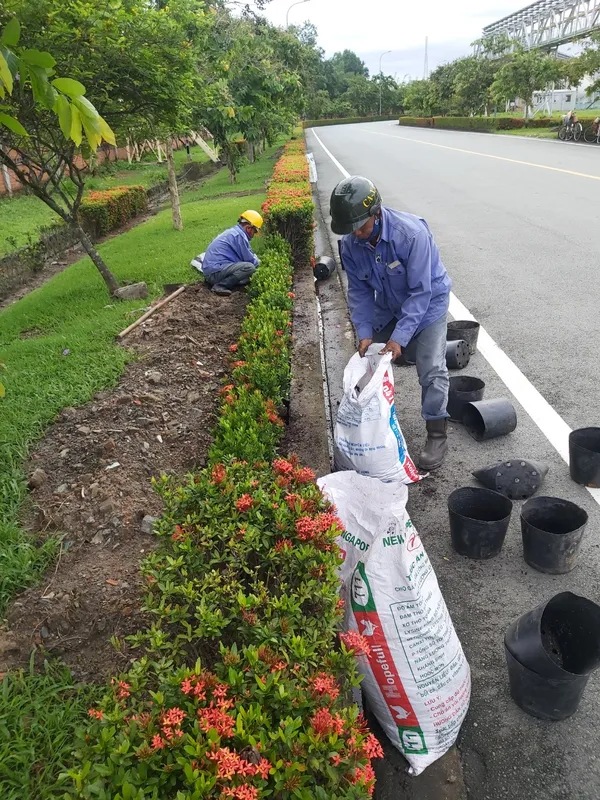Sản phẩm z4347138384883_9ce0478d5a23f31f4a439b24dbf0c869 — Dịch Vụ Cây Xanh An Phú Mỹ - Công Ty TNHH Dịch Vụ Công Nghiệp An Phú Mỹ — MST 3502014442