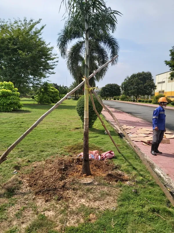 Sản phẩm z4347138452300_4688be1b1a70c4ccc174ea05ea781890 — Dịch Vụ Cây Xanh An Phú Mỹ - Công Ty TNHH Dịch Vụ Công Nghiệp An Phú Mỹ — MST 3502014442