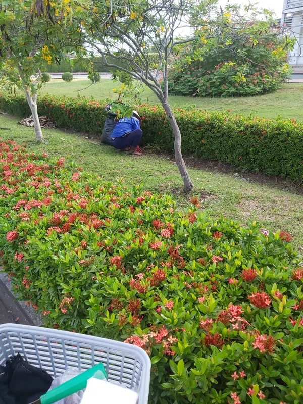 Sản phẩm z4377989860291_4502f5e63611df735d93a653ae200822 — Dịch Vụ Cây Xanh An Phú Mỹ - Công Ty TNHH Dịch Vụ Công Nghiệp An Phú Mỹ — MST 3502014442