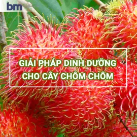 Sản phẩm 10 270x270 — Công Ty TNHH Behn Meyer Agricare Việt Nam — MST 3502243682