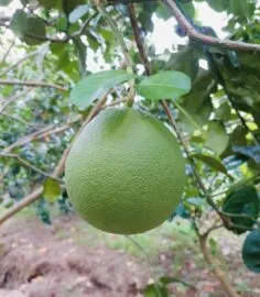 Sản phẩm 1da840304877bc29e566 236x270 — Công Ty TNHH Behn Meyer Agricare Việt Nam — MST 3502243682