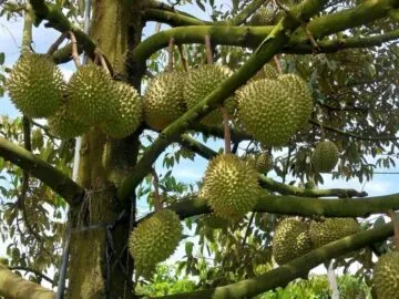 Sản phẩm 282864713_2209426152555672_2907609141870973592_n 360x270 — Công Ty TNHH Behn Meyer Agricare Việt Nam — MST 3502243682