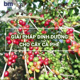 Sản phẩm 9 270x270 — Công Ty TNHH Behn Meyer Agricare Việt Nam — MST 3502243682