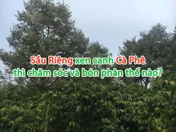 Sản phẩm Untitled 4 360x270 — Công Ty TNHH Behn Meyer Agricare Việt Nam — MST 3502243682