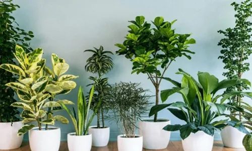 Sản phẩm a1 — Cây Xanh Xuân Hồng - Công Ty Trách Nhiệm Hữu Hạn Cây Xanh Xuân Hồng — MST 3502273373