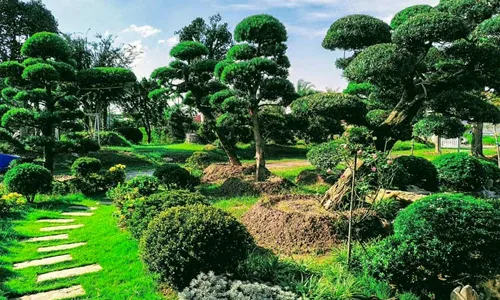 Sản phẩm a3 — Cây Xanh Xuân Hồng - Công Ty Trách Nhiệm Hữu Hạn Cây Xanh Xuân Hồng — MST 3502273373