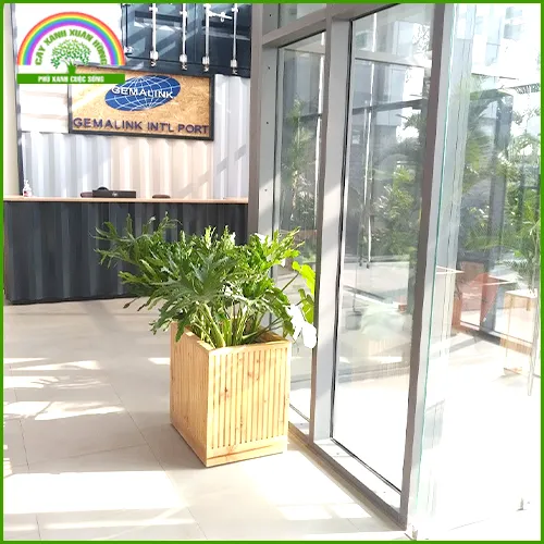 Sản phẩm canh quan 11 — Cây Xanh Xuân Hồng - Công Ty Trách Nhiệm Hữu Hạn Cây Xanh Xuân Hồng — MST 3502273373