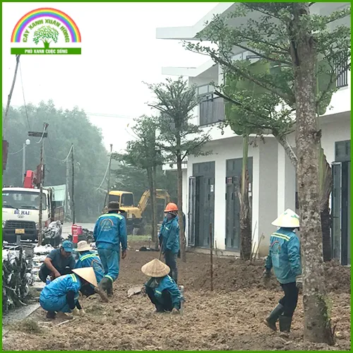 Sản phẩm canh quan 2 — Cây Xanh Xuân Hồng - Công Ty Trách Nhiệm Hữu Hạn Cây Xanh Xuân Hồng — MST 3502273373