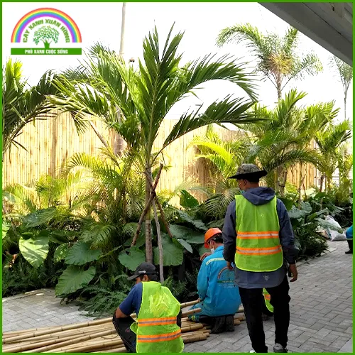 Sản phẩm canh quan 7 — Cây Xanh Xuân Hồng - Công Ty Trách Nhiệm Hữu Hạn Cây Xanh Xuân Hồng — MST 3502273373