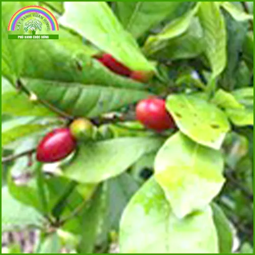 Sản phẩm cau tháº§n ká»³ — Cây Xanh Xuân Hồng - Công Ty Trách Nhiệm Hữu Hạn Cây Xanh Xuân Hồng — MST 3502273373