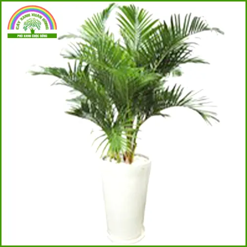 Sản phẩm cau — Cây Xanh Xuân Hồng - Công Ty Trách Nhiệm Hữu Hạn Cây Xanh Xuân Hồng — MST 3502273373