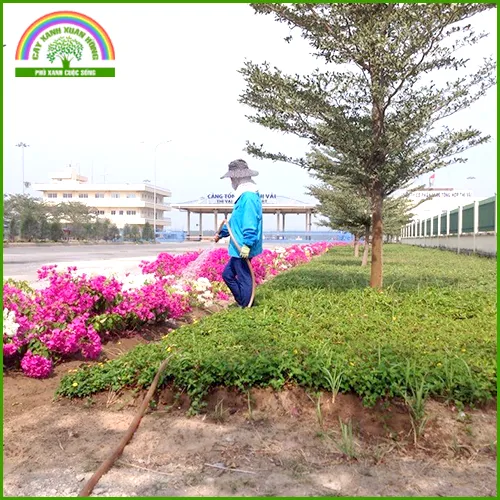 Sản phẩm cham soc 5 — Cây Xanh Xuân Hồng - Công Ty Trách Nhiệm Hữu Hạn Cây Xanh Xuân Hồng — MST 3502273373
