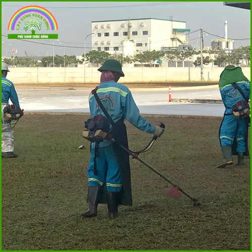 Sản phẩm cham soc 7 — Cây Xanh Xuân Hồng - Công Ty Trách Nhiệm Hữu Hạn Cây Xanh Xuân Hồng — MST 3502273373
