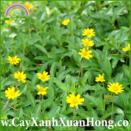 Sản phẩm co cuc dai — Cây Xanh Xuân Hồng - Công Ty Trách Nhiệm Hữu Hạn Cây Xanh Xuân Hồng — MST 3502273373