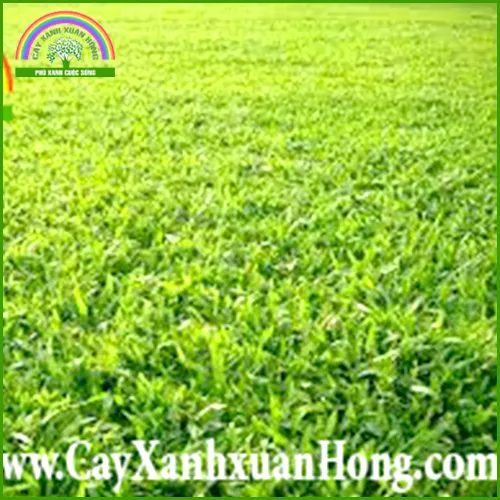 Sản phẩm co la gung — Cây Xanh Xuân Hồng - Công Ty Trách Nhiệm Hữu Hạn Cây Xanh Xuân Hồng — MST 3502273373