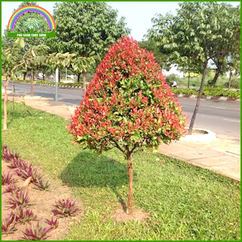 Sản phẩm cÃ¢y há»“ng lá»™c — Cây Xanh Xuân Hồng - Công Ty Trách Nhiệm Hữu Hạn Cây Xanh Xuân Hồng — MST 3502273373