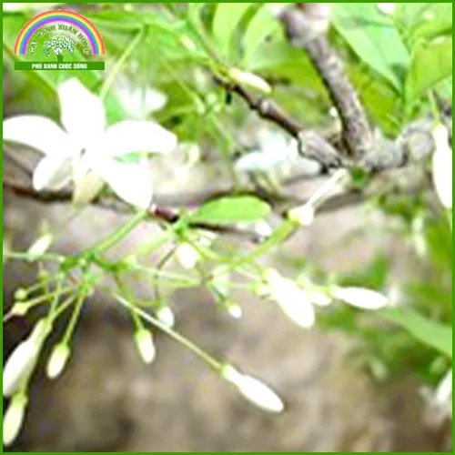 Sản phẩm cÃ¢y mai chiáº¿u thá»§y — Cây Xanh Xuân Hồng - Công Ty Trách Nhiệm Hữu Hạn Cây Xanh Xuân Hồng — MST 3502273373