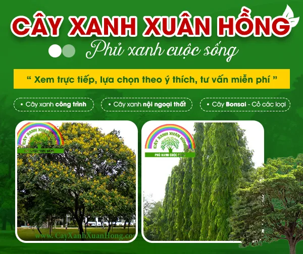Sản phẩm GT — Cây Xanh Xuân Hồng - Công Ty Trách Nhiệm Hữu Hạn Cây Xanh Xuân Hồng — MST 3502273373