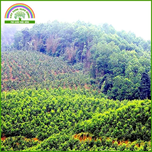 Sản phẩm Khung — Cây Xanh Xuân Hồng - Công Ty Trách Nhiệm Hữu Hạn Cây Xanh Xuân Hồng — MST 3502273373