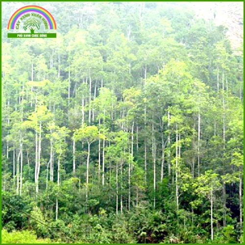 Sản phẩm Khung2 — Cây Xanh Xuân Hồng - Công Ty Trách Nhiệm Hữu Hạn Cây Xanh Xuân Hồng — MST 3502273373
