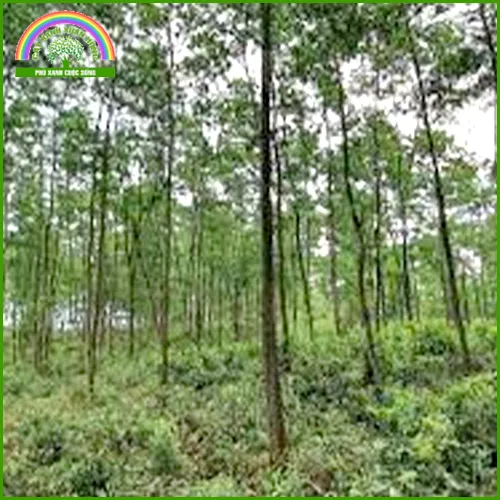 Sản phẩm Khung3 — Cây Xanh Xuân Hồng - Công Ty Trách Nhiệm Hữu Hạn Cây Xanh Xuân Hồng — MST 3502273373