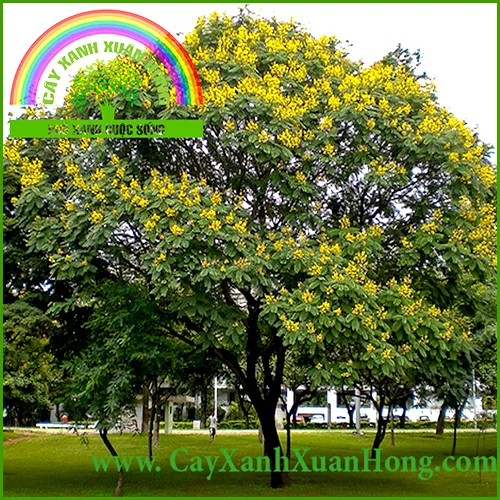 Sản phẩm lim xáº¹t — Cây Xanh Xuân Hồng - Công Ty Trách Nhiệm Hữu Hạn Cây Xanh Xuân Hồng — MST 3502273373