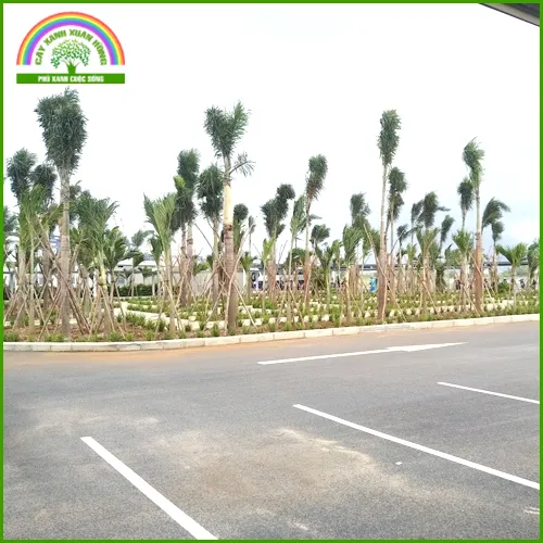 Sản phẩm Service of providing seedlings and planting forestry trees 1 — Cây Xanh Xuân Hồng - Công Ty Trách Nhiệm Hữu Hạn Cây Xanh Xuân Hồng — MST 3502273373