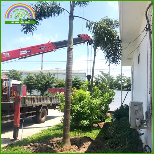 Sản phẩm tc 12 — Cây Xanh Xuân Hồng - Công Ty Trách Nhiệm Hữu Hạn Cây Xanh Xuân Hồng — MST 3502273373