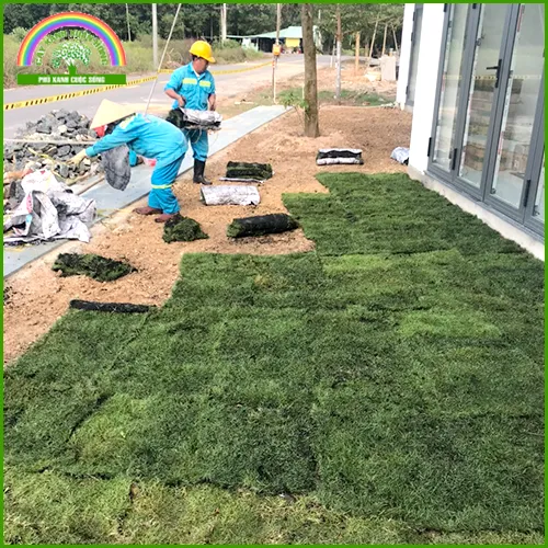 Sản phẩm tc 14 — Cây Xanh Xuân Hồng - Công Ty Trách Nhiệm Hữu Hạn Cây Xanh Xuân Hồng — MST 3502273373