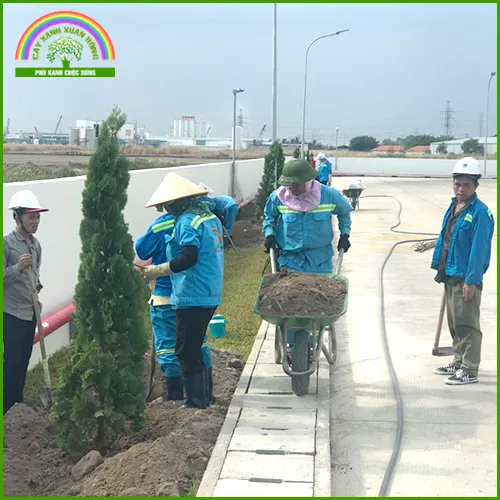 Sản phẩm tc 17 — Cây Xanh Xuân Hồng - Công Ty Trách Nhiệm Hữu Hạn Cây Xanh Xuân Hồng — MST 3502273373