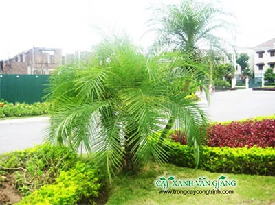 Sản phẩm 12 — Cây Xanh Đức Lâm Vũng Tàu - Công Ty TNHH TM DV XNK Đức Lâm — MST 3502321972