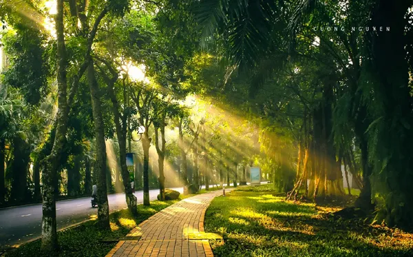 Sản phẩm cay xanh va canh quan do thi vung tau 651321ecea289 — Cây Xanh Đức Lâm Vũng Tàu - Công Ty TNHH TM DV XNK Đức Lâm — MST 3502321972