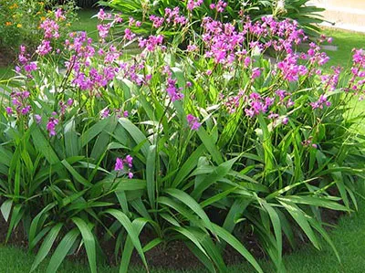 Sản phẩm cây lan chu đinh — Cây Xanh Đức Lâm Vũng Tàu - Công Ty TNHH TM DV XNK Đức Lâm — MST 3502321972