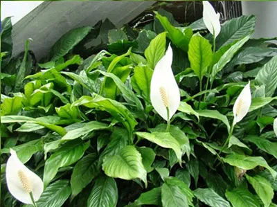 Sản phẩm cây lan ý mỹ — Cây Xanh Đức Lâm Vũng Tàu - Công Ty TNHH TM DV XNK Đức Lâm — MST 3502321972