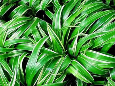 Sản phẩm cỏ lan chi — Cây Xanh Đức Lâm Vũng Tàu - Công Ty TNHH TM DV XNK Đức Lâm — MST 3502321972